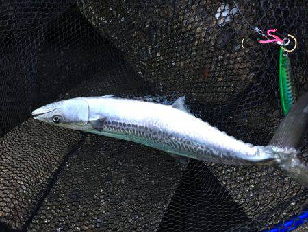 サゴシからツバスへ